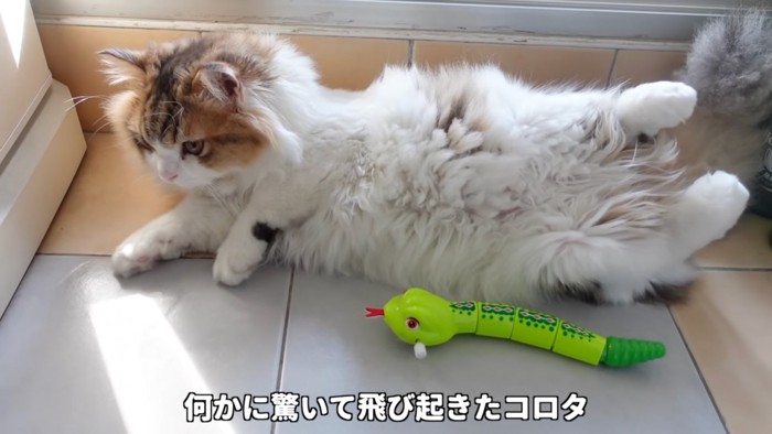 飛び起きる猫