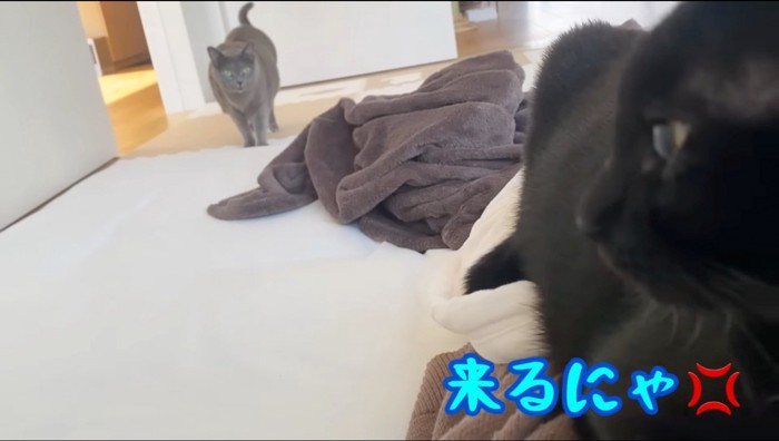 グレーの猫に威嚇する黒猫