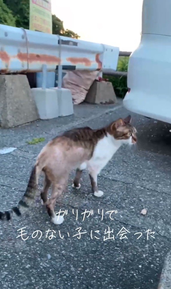 路上の猫