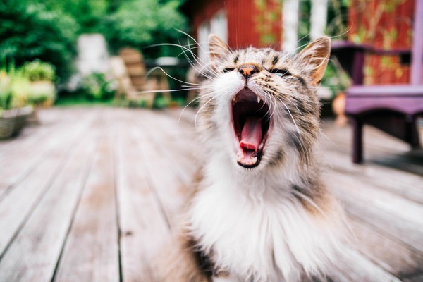 大声で鳴く猫