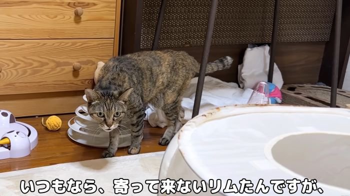 寄ってくるリムたん