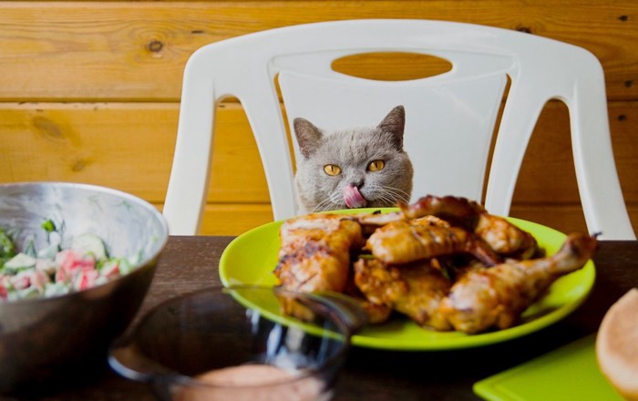 人間のご飯を狙う猫