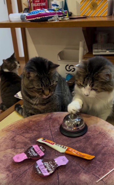 ベルを鳴らそうとしている猫と見守る猫