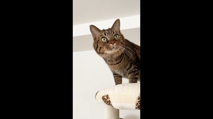 斜め上を見る大人さもじくん