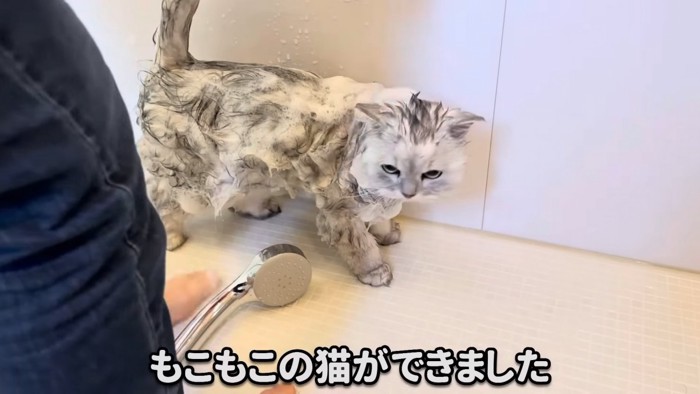 泡をつけた猫