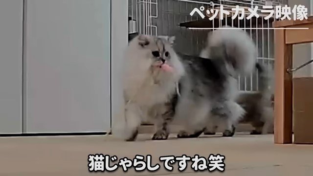 猫じゃらしをくわえて歩く猫とその後ろの子猫