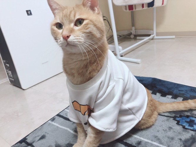 リメイク服を着ている愛猫チャロ