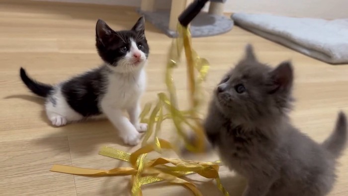 リボンのおもちゃで遊ぶ子猫たち