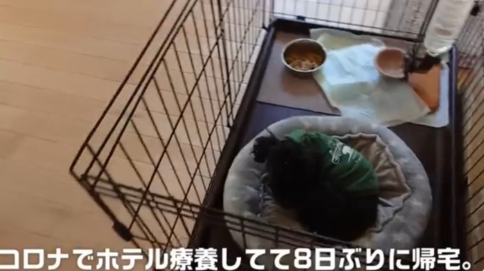 ケージの中にいる犬