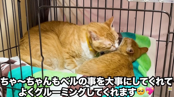 テロップ「ちゃ~ちゃんもベルの事を~」
