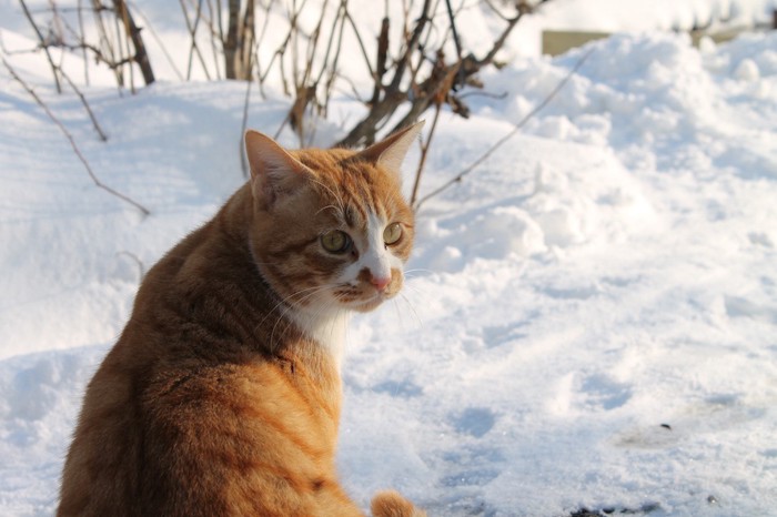 雪の中にいる野良猫