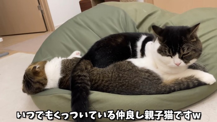 クッションの上にいる猫