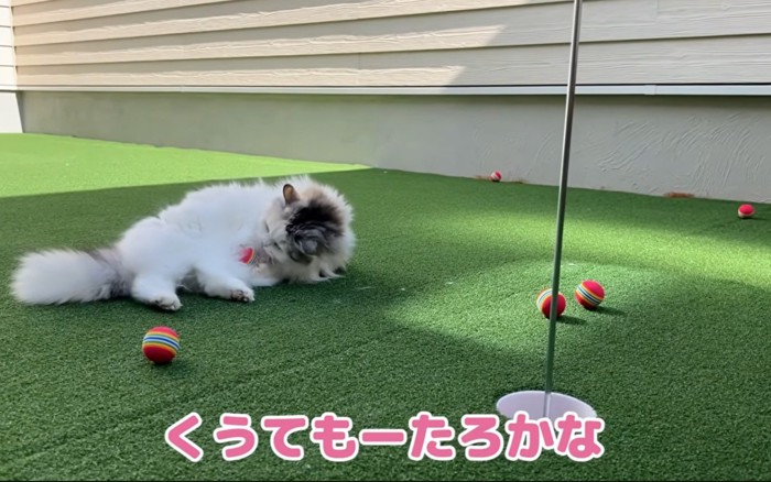 かじる猫