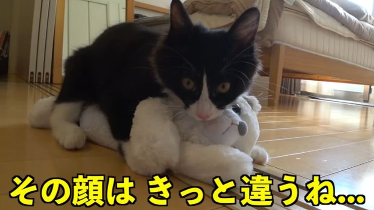 ぬいぐるみを噛む子猫