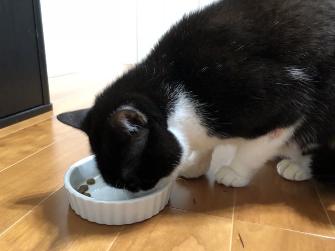 フードを食べる猫