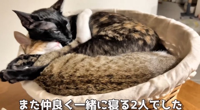 抱き合う猫