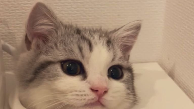 室内にいる猫