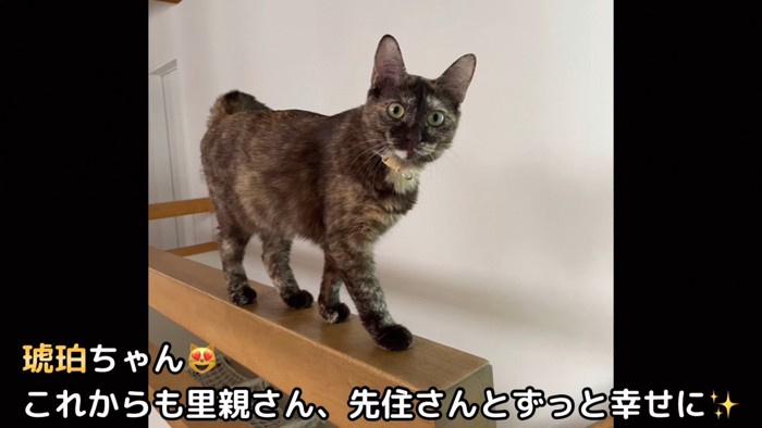 立っているサビ猫