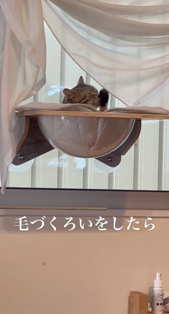 窓辺で毛づくろいをする猫