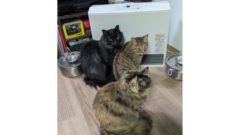 ヒーターの前にいる猫