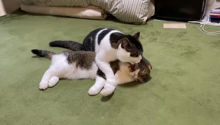 パパ猫を毛づくろいする息子猫