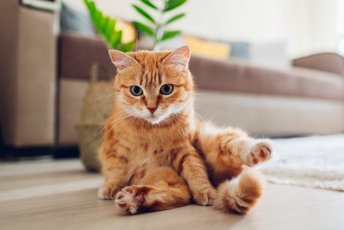 部屋でくつろぐ猫