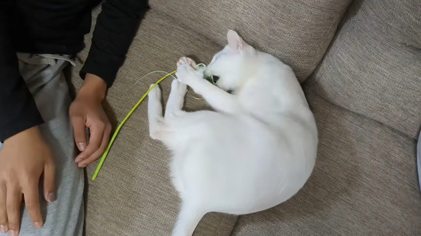 ソファーでじゃれる猫アップ