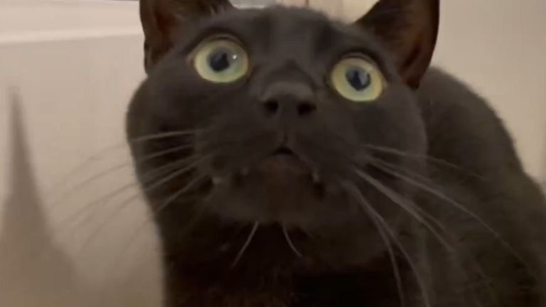 室内にいる猫