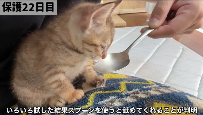 スプーンに入った水を舐める茶色い子猫