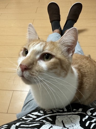 目をパッチリ開けて飼い主の膝の上で座る猫