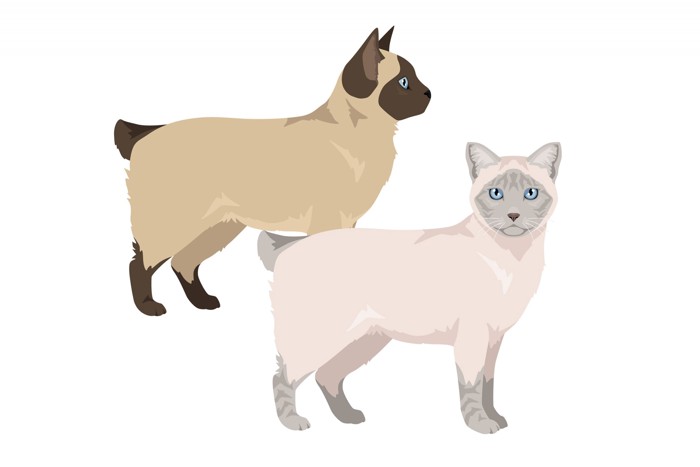 2種類の毛色のオイイーボブのイラスト