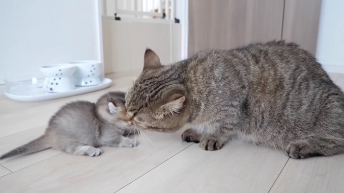 子猫に顔を近づける成猫