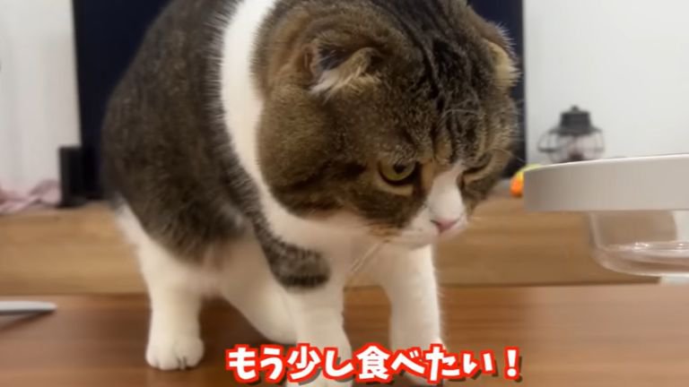 テーブルの上にいる猫