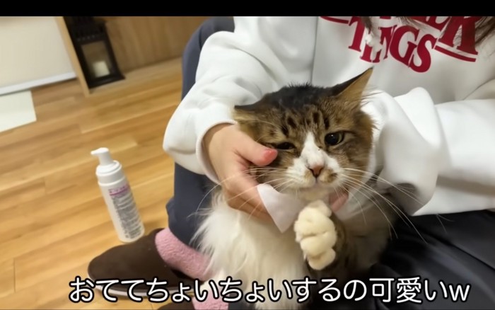 拭かれる猫