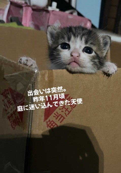 段ボールの中にいる子猫
