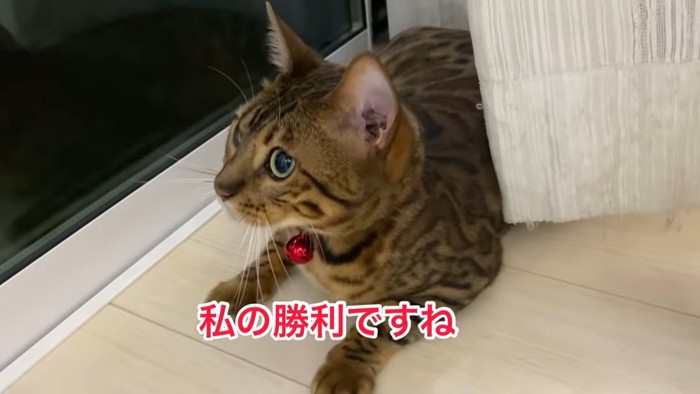 座る猫