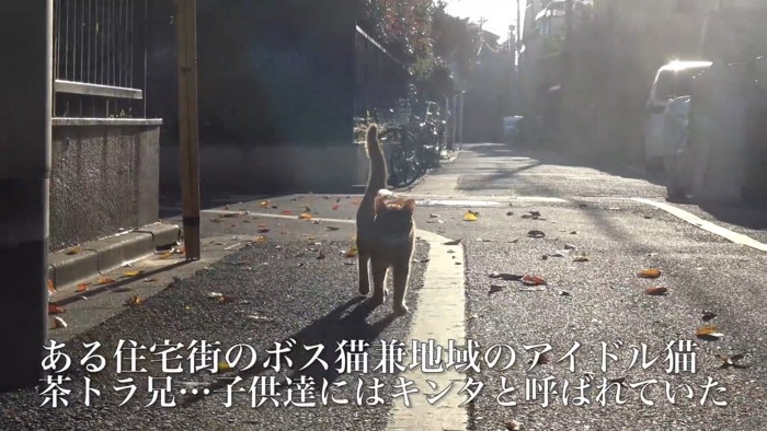 歩いてくる猫