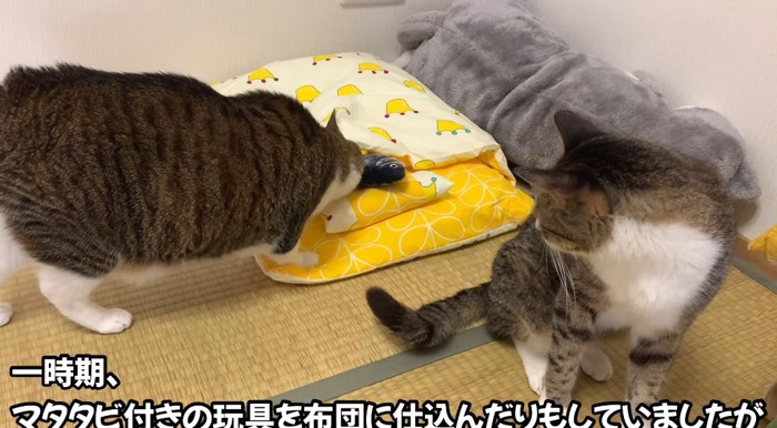 布団に近づく猫