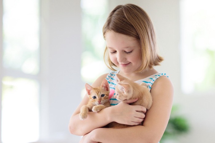 少女に抱っこされている2匹の子猫