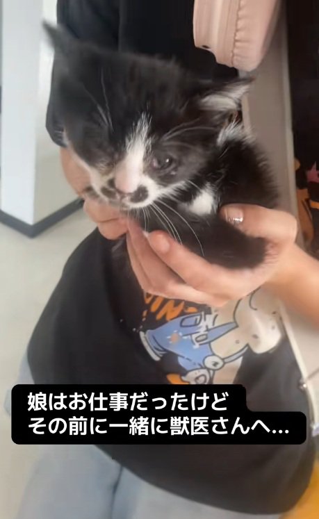 手で抱かれているハチワレ子猫