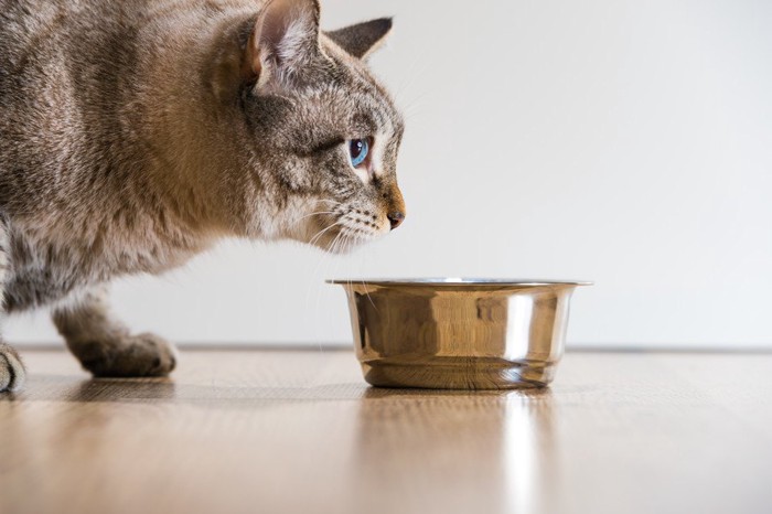 食器と猫