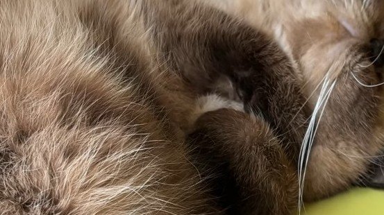 前足のドアップ