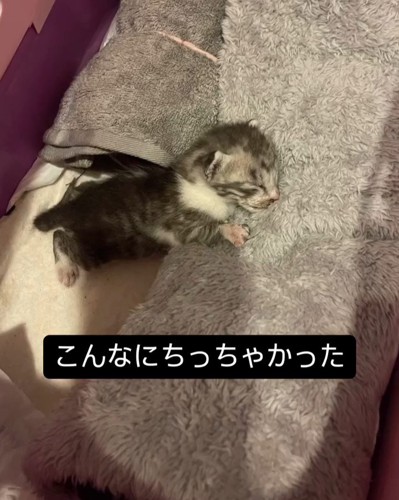 寝ている子猫