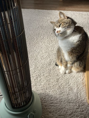 不思議そうにヒーターを見つめる猫