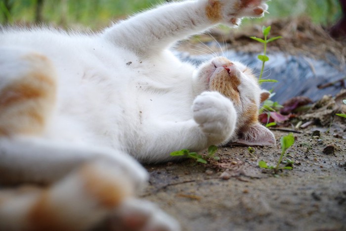 地面でくねくねするね猫