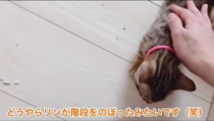 ピンクの首輪を着けた子猫の背中を撫でる女性