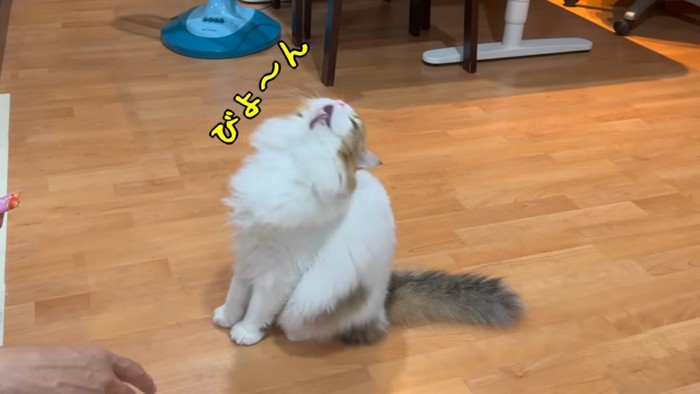 上を向く猫