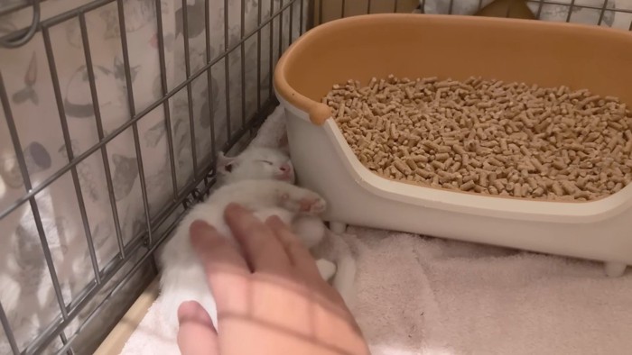 横になる子猫