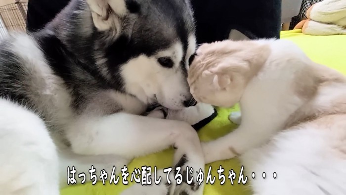 犬の顔に顔を近づける猫