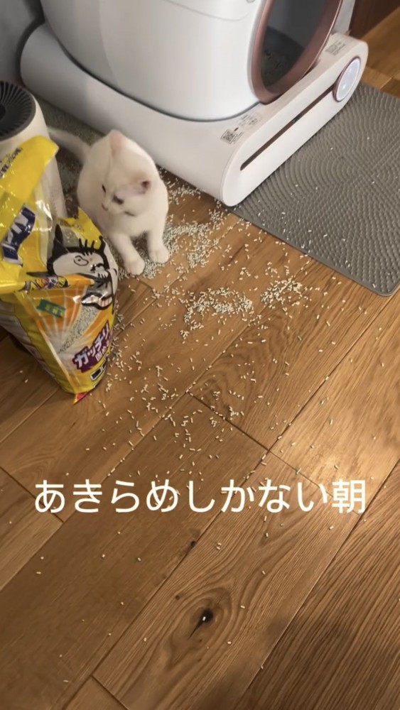 部屋を散らかす猫